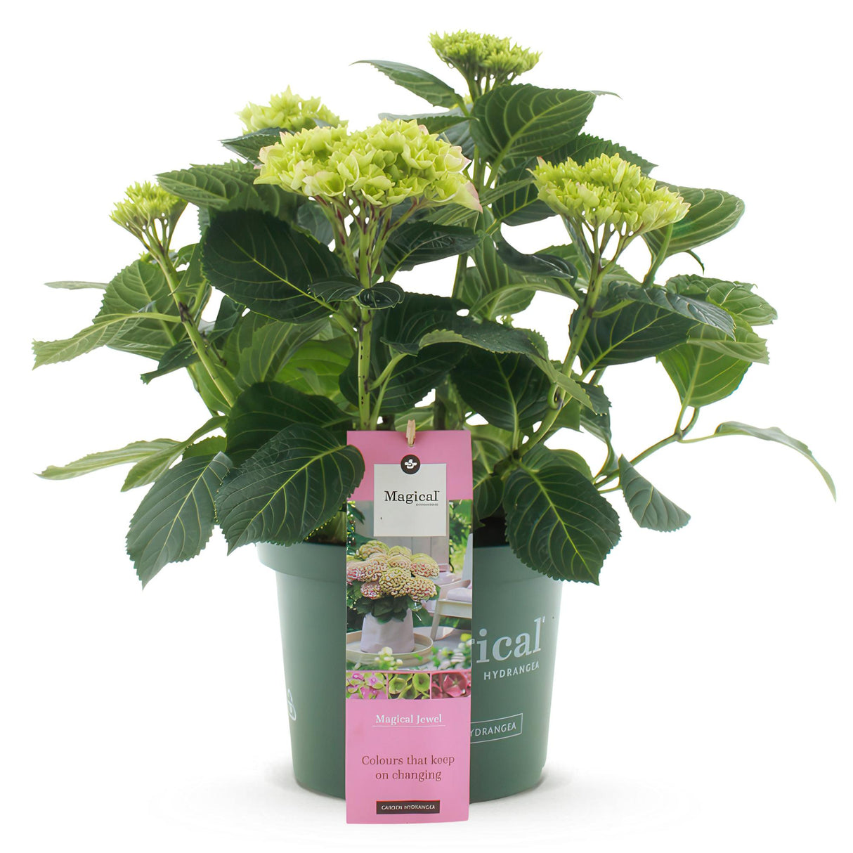 Hortensia - Hydrangea Magical Jewel Pink - Roze - 6-10 Bloemen - Pot 23cm Hoogte 55cm