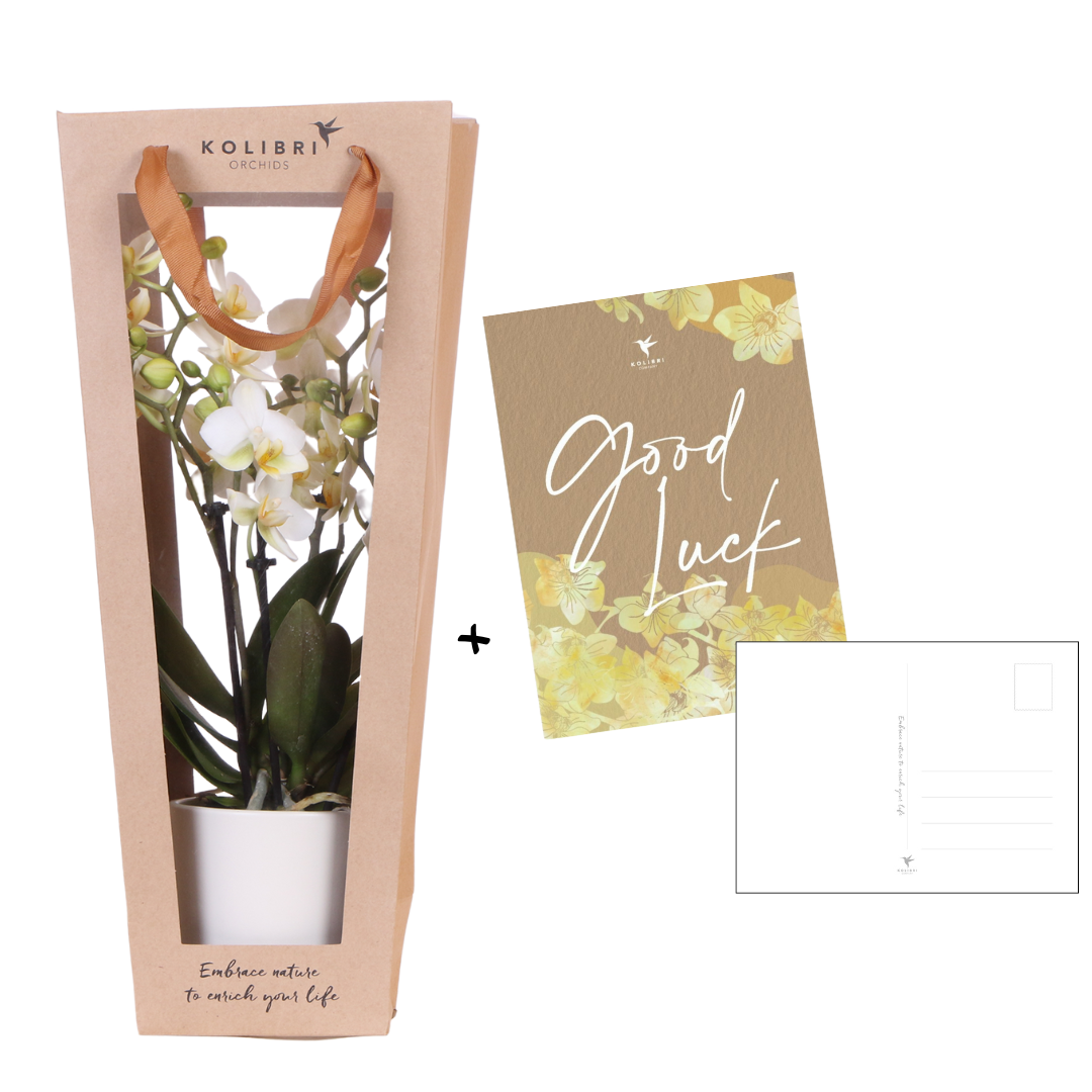 Kolibri Orchids | Planten cadeau veel succes | Lausanne orchidee met pot, kaart & cadeautas