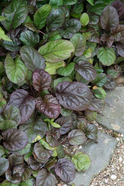 24x Ajuga reptans 'Catlin's Giant' - ↕10-25cm - Ø9cm