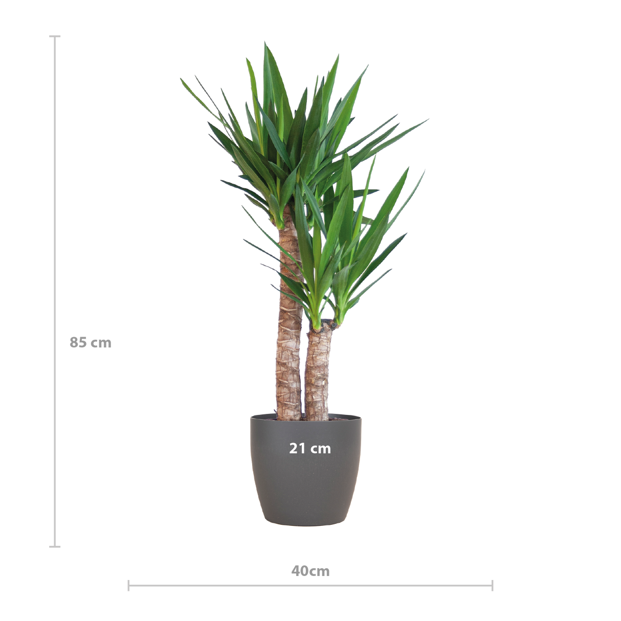 Yucca Elephantipes mit schwarzem Viber - 90cm - Ø21