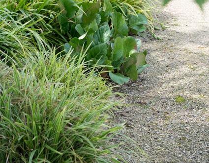 12x Bergenia cordifolia 'Herbstblüte' - ↕10-25cm - Ø9cm