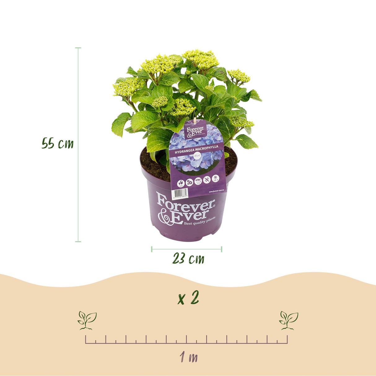 Hortensia - Hydrangea Forever & Ever - Blauw - 7-12 Bloemen - 2 Planten - Pot 23cm Hoogte 55cm