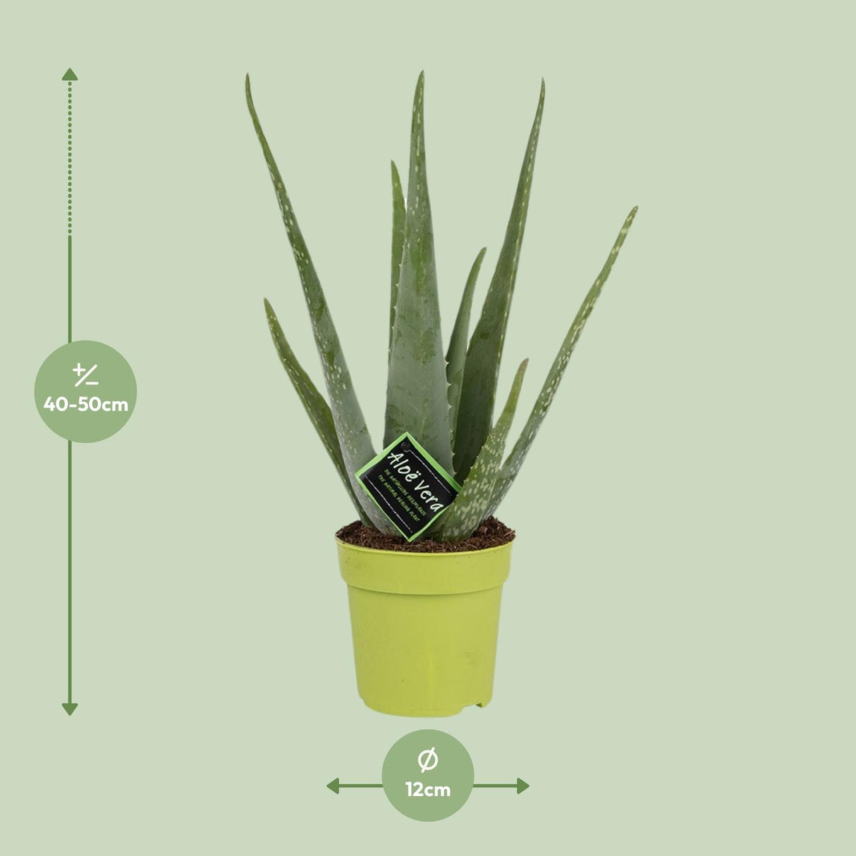 Aloe Vera / Aloe barbadensis – ↕45cm – ⌀12cm – in pot