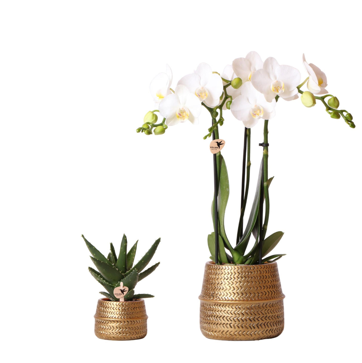 Kolibri Company - Planten set Groove goud | Set met witte Phalaenopsis orchidee Amabilis Ø9cm en groene plant Succulent Aloe Brevifolia Ø6cm | incl. gouden keramieken sierpotten