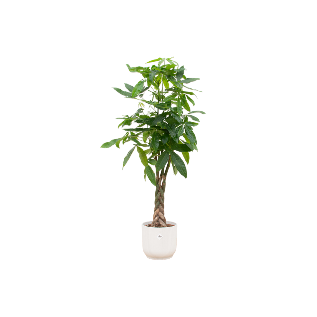 Pachira Aquatica + Pot Wit - ↕140cm - Ø30cm