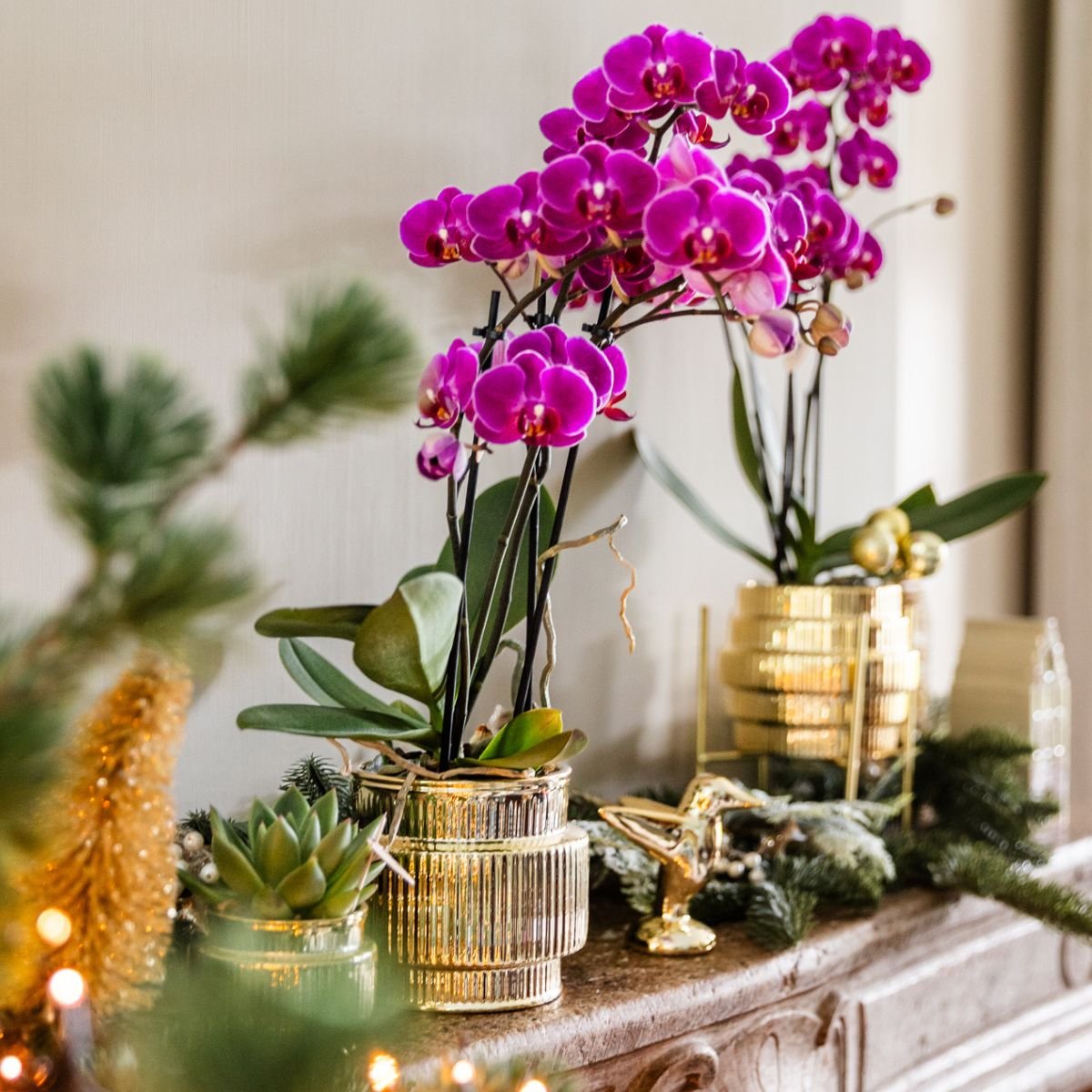 Kolibri Orchids | Plantenset Allure Shiny Goud - 2 Witte Phalaenopsis Orchideeën Niagara Fall White - Ø12 cm