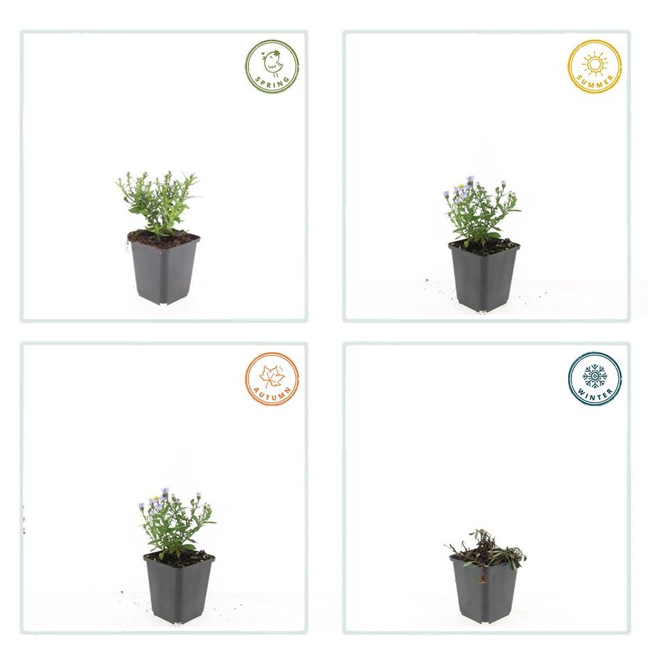 48x Aster (D) 'Prof. Anton Kippenberg' - ↕10-25cm - Ø9cm