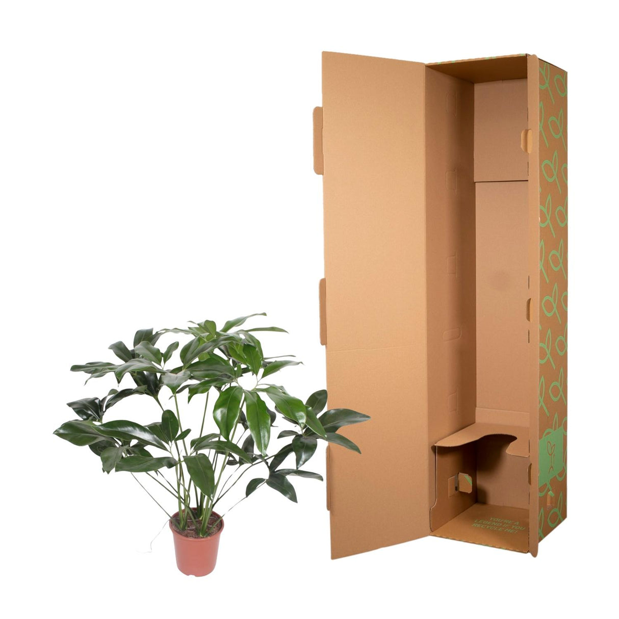 Philodendron Green Wonder - 120 cm - ø24