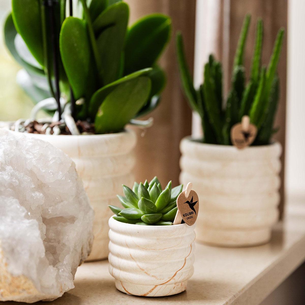 Kolibri Company | Plantenset Slow Living small | Witte Phalaenopsis Orchidee Lausanne en Succulent incl. keramieken sierpotten op wit organisch dienblad