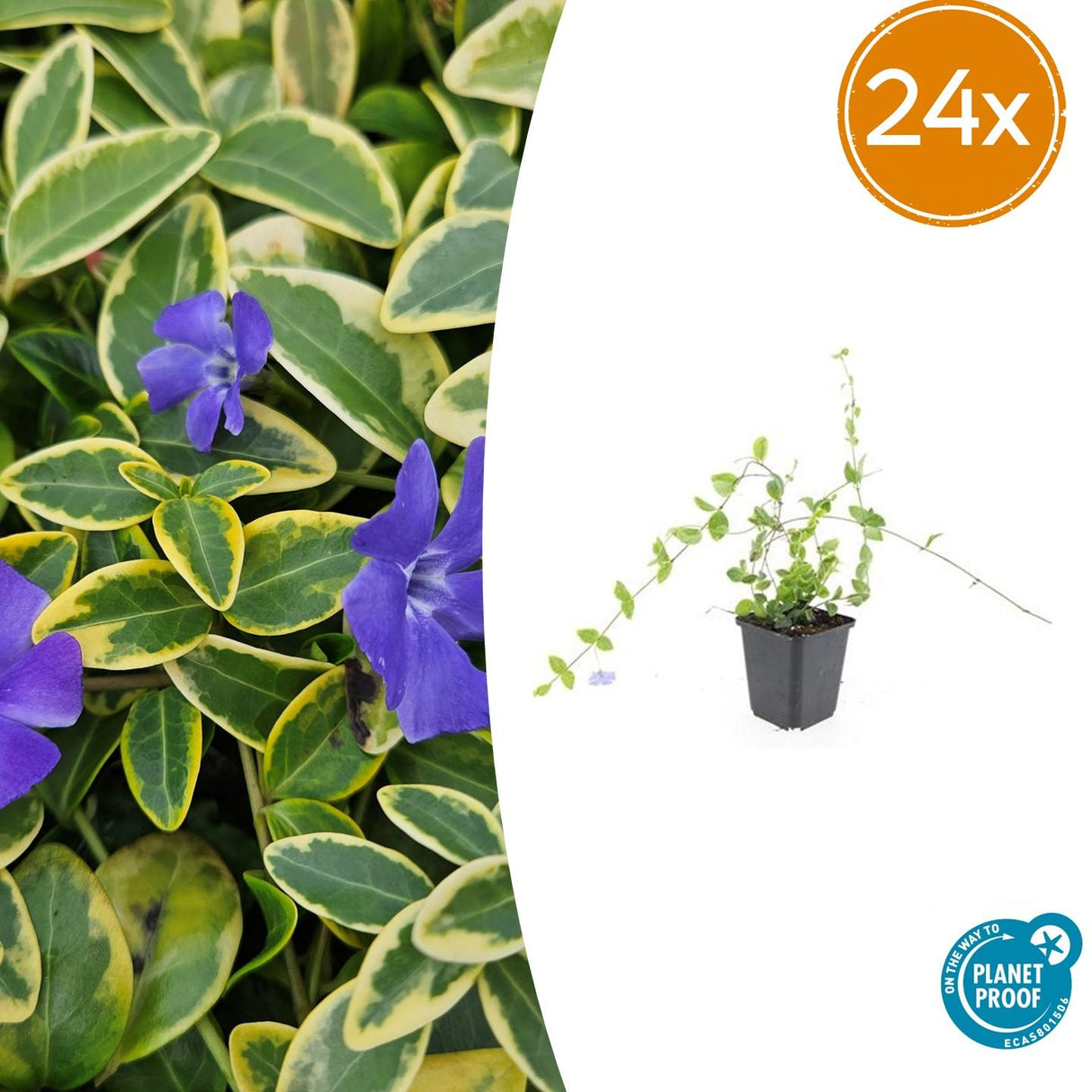 24x Vinca minor 'Blue and Gold' - ↕10-25cm - Ø9cm