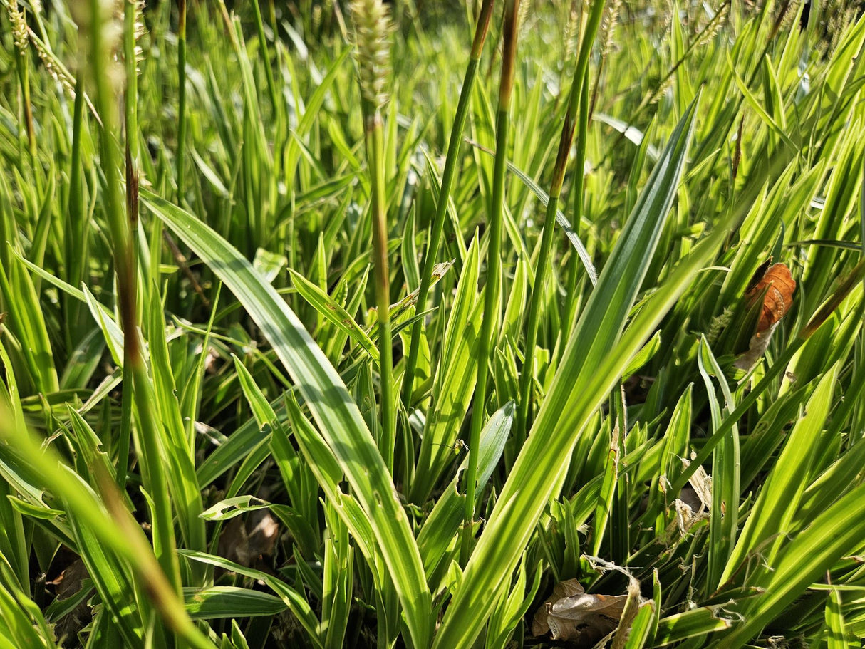 24x Carex morrowii 'Aureovariegata' - ↕10-25cm - Ø9cm