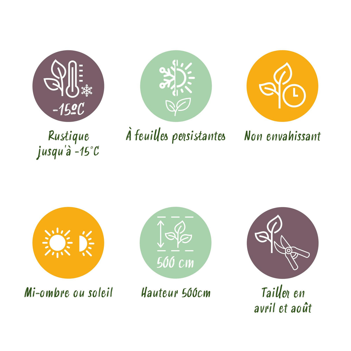 Green boutiQ - Haagplanten - Prunus lusitanica Angustifolia - blad groen - 8 planten - 1 strekkende meter - groenblijvend - pot 9cm hoogte 30-35cm