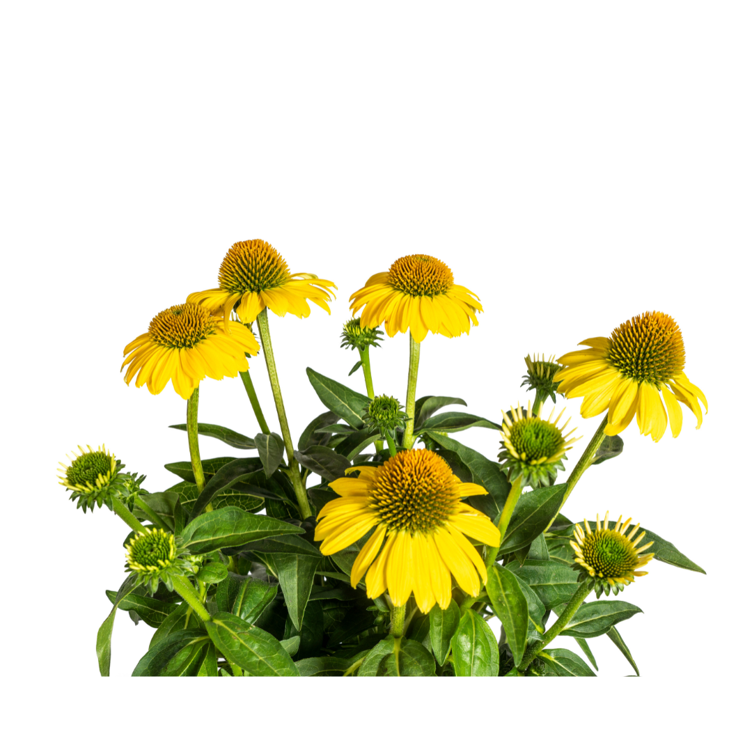 Echinacea Purpurea Jaune Ø19cm - ↕60cm - Ø70cm
