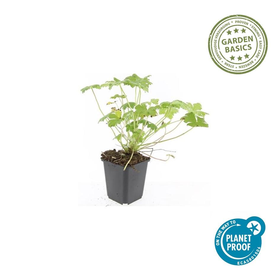 60x Geranium macr. 'Czakor' - ↕10-25cm - Ø9cm