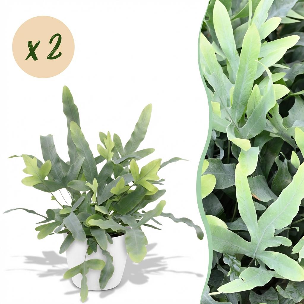 Phlebodium aureum Blue Star - Blauwe Varen - Huisdiervriendelijke Plant - Blauw - 2 Planten - met Potter Wit - Pot 12cm - Hoogte 25cm
