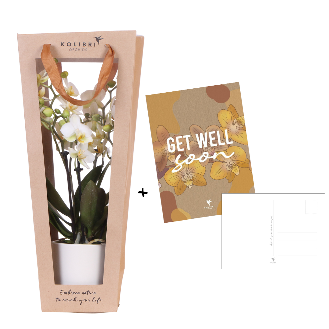 Kolibri Orchids | Planten cadeau beterschap | Lausanne orchidee met pot, kaart & cadeautas