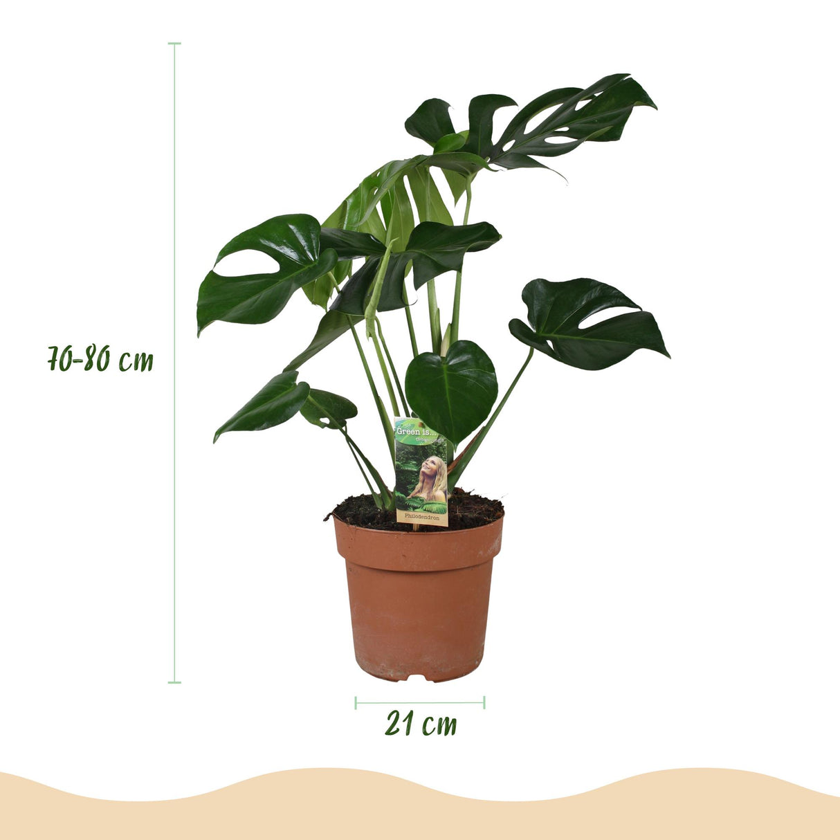 Monstera Deliciosa - Gatenplant - Weinig onderhoud - Groen - 1 Plant - met Potter Wit - Pot 21cm - Hoogte 70-80cm