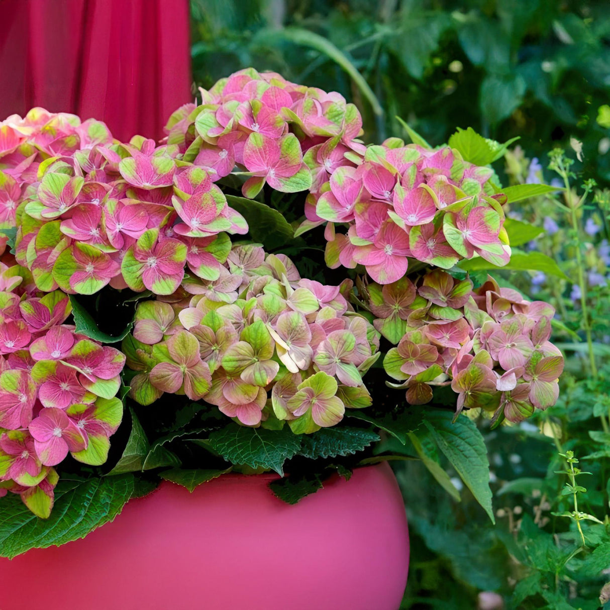 Hortensia - Hydrangea Magical Green Fire - Roze Groen - 6-10 Bloemen - 2 Planten - Pot 23cm Hoogte 55cm