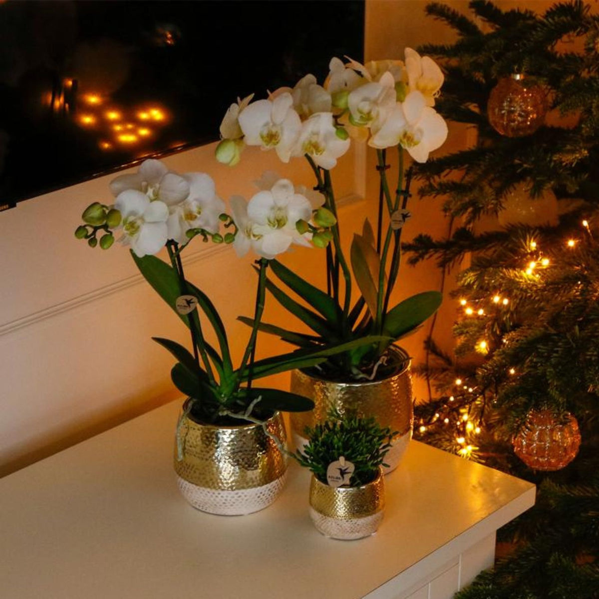 Kolibri Orchids | Witte Phalaenopsis Orchidee - Mineral Amabilis in Elite Sierpot Goud met Giftbox - Ø9 cm