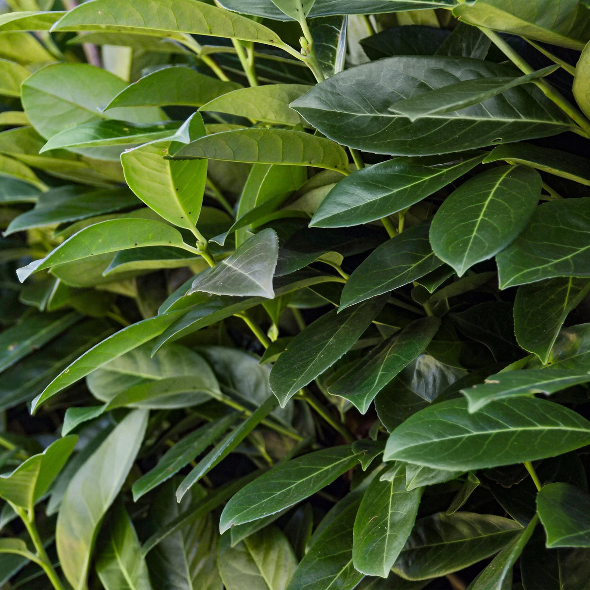 Green boutiQ - Haagplanten - Prunus laurocerasus Novita - blad groen - 8 planten - 1 strekkende meter - groenblijvend - pot 9cm hoogte 30-35cm