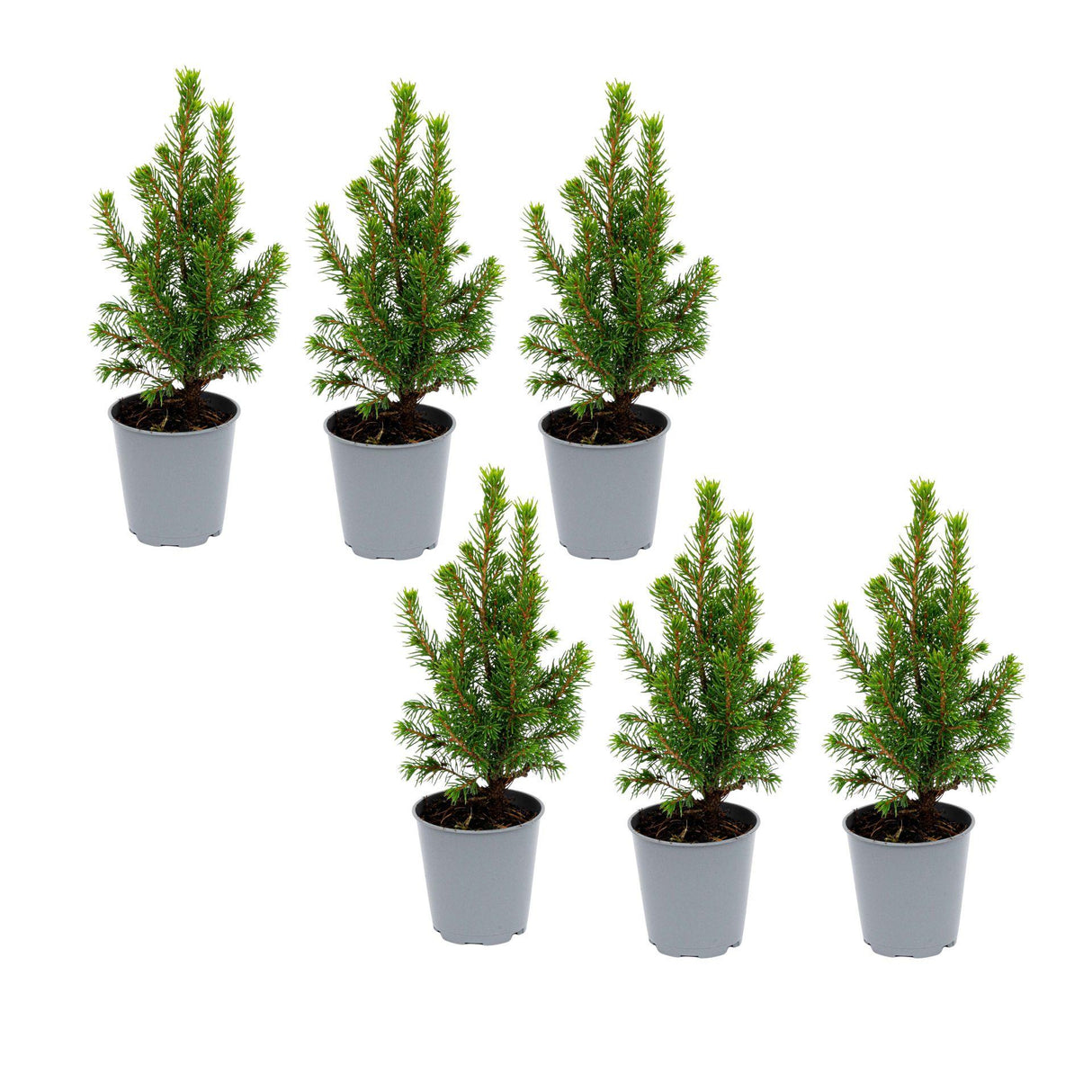 6x Mini-kerstboom - ↑15-20 cm - Ø 6 cm Picea Glauca Perfecta