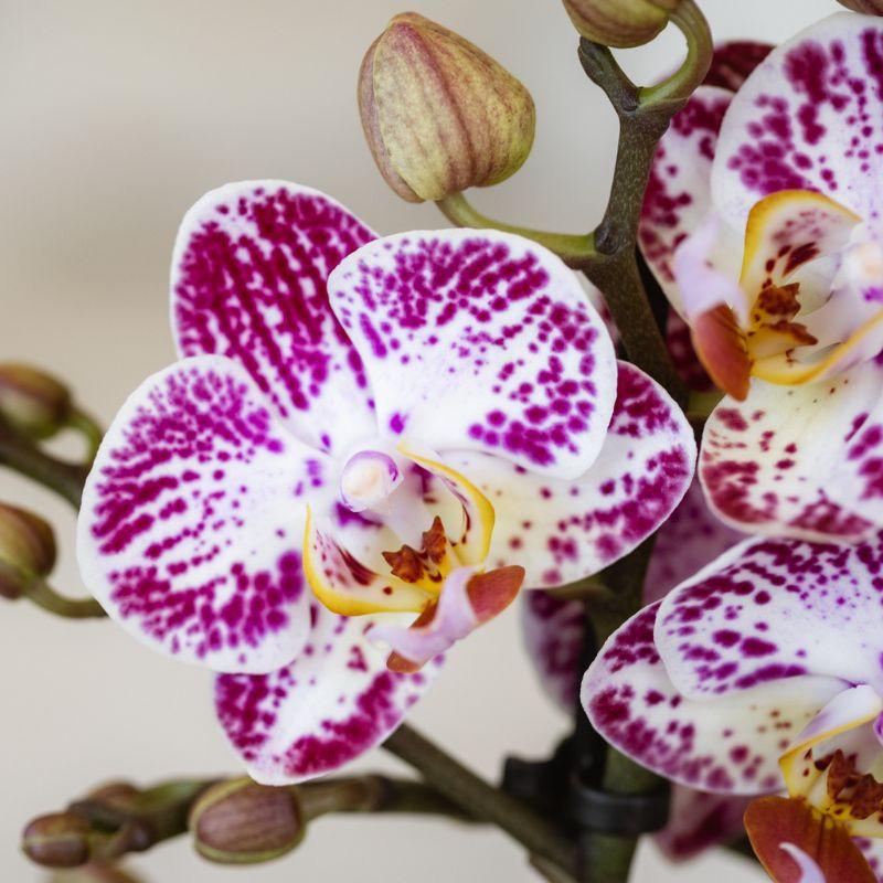 Kolibri Orchids | Roze paarse phalaenopsis orchidee potmaat Ø9cm | Bora Bora | bloeiende kamerplant - vers van de kweker