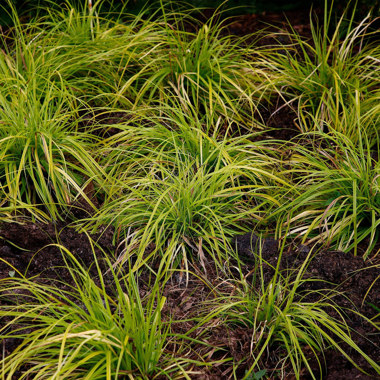 Green boutiQ - Siergrassen - Carex oshimensis Everillo - Geel - 2 Planten - Bladhoudend - Weinig Onderhoud - Pot 17cm Hoogte 50cm