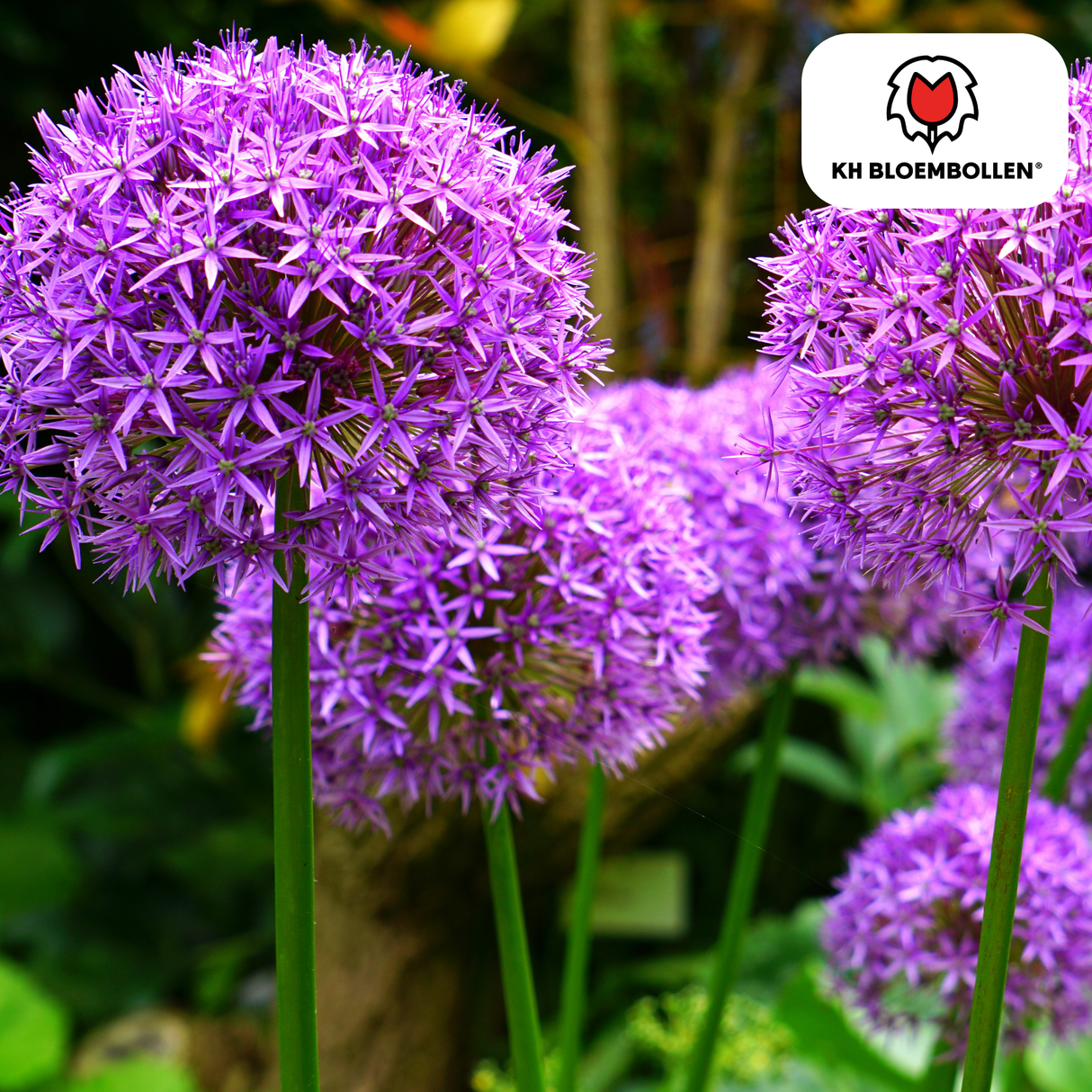 Allium Globemaster 5 stuks