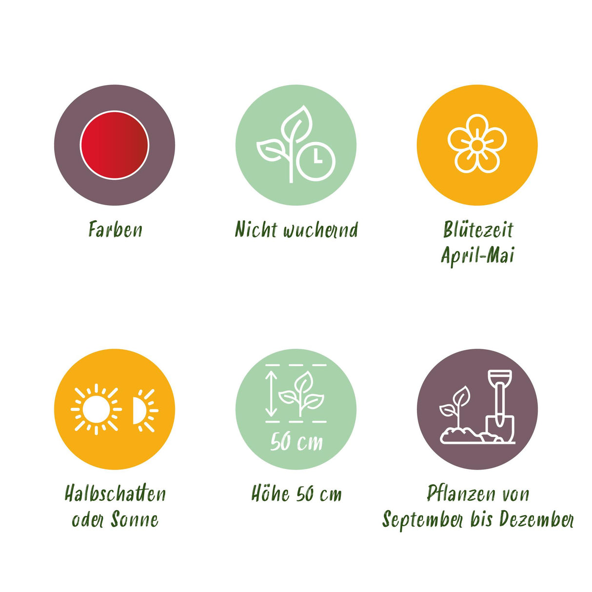 Green boutiQ - Bloembollen - Tulp Triumph Red - Kleur Rood - 15 stuks - Bolmaat 11/12 - XXL Pack