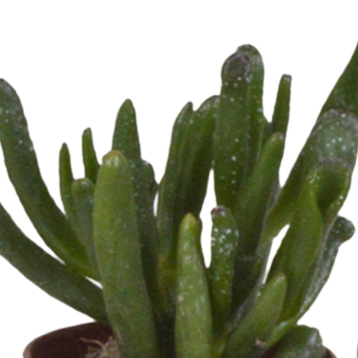 Vetplanten mix 5.5 cm - 10x - zonder pot