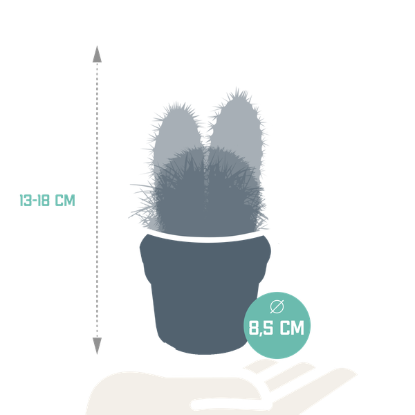 Cactus mix 8.5 cm - 3x - zonder pot