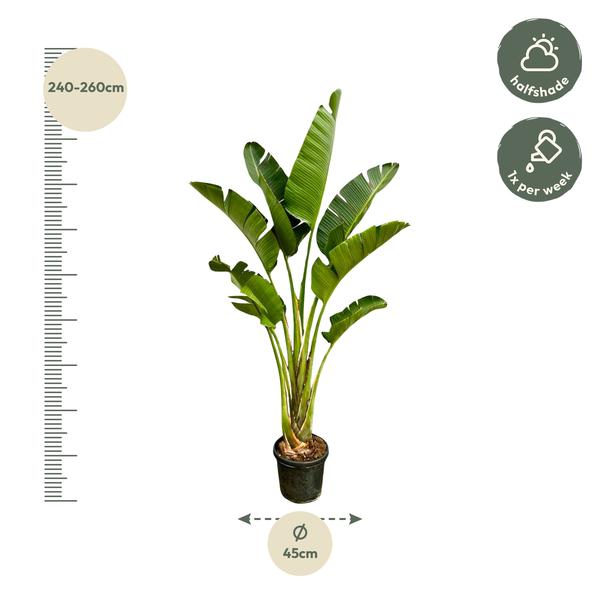 Paradijsvogelplant / Strelitzia Augusta XXL - ↕250cm - Ø45cm