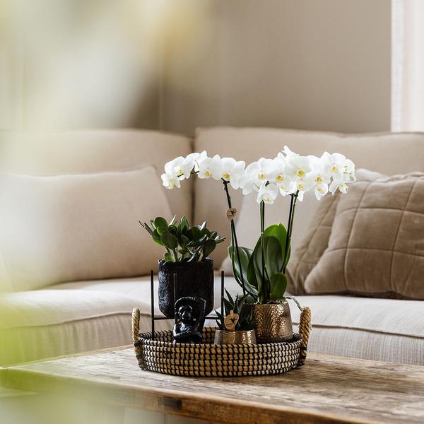 Gift set Home Hub | Plantenset met Phalaenopsis Orchidee en Succulenten incl. keramieken sierpotten