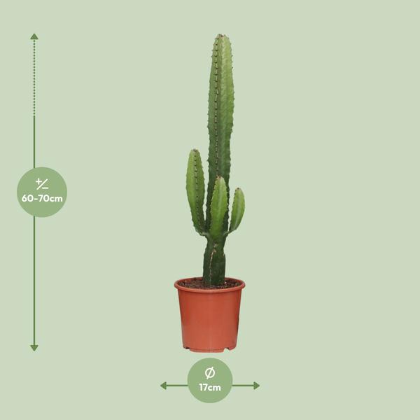Euphorbia Acrurensis - ↕50cm - Ø17cm