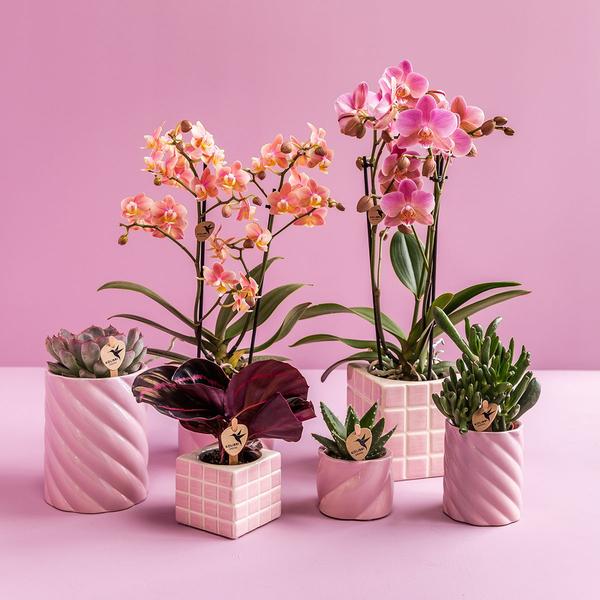 Kolibri Home | Candy Zierpot - Pink - Ø6cm