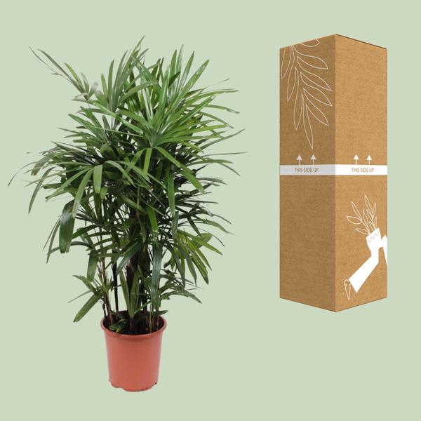 Rhapis Excelsa - ↕120cm - Ø27cm