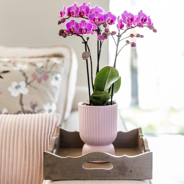 Kolibri Home | Diabolo Topf pink - Ø12cm