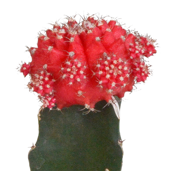 Euphorbia meloformis variegata - Gymnocalycium mix - ↕18cm - Ø8,5cm - 3x