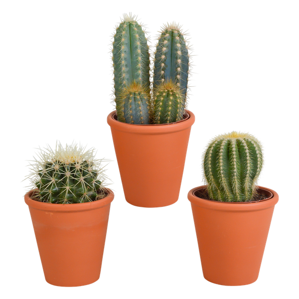 Cactus mix 8.5 cm - 3x - in terracotta pot