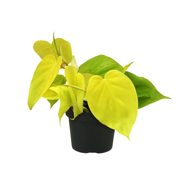 Philodendron Lime - ↕20cm - Ø12cm