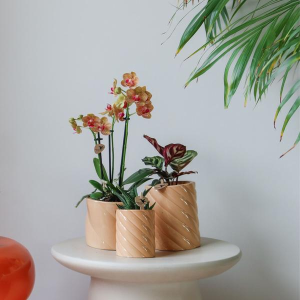 Kolibri Home | Candy Zierpot | Hoch - Pfirsich - Ø6cm