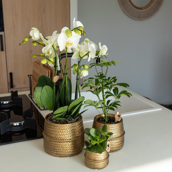 Kolibri Home | Pot de fleurs Groove - Pot décoratif en céramique dorée - taille du pot - Ø12cm