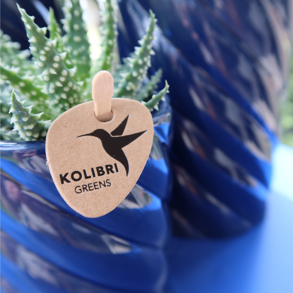 Kolibri Home | Candy Übertopf | Hoch - Blau - Ø6cm