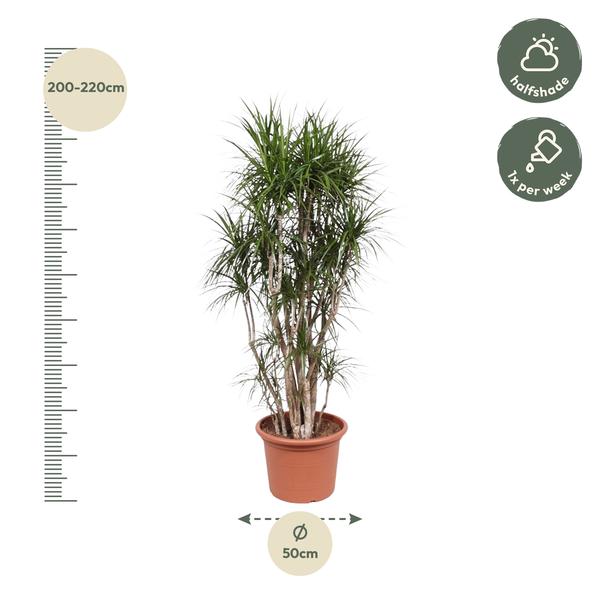 Dracaena Marginata vertakt - ↕220cm - Ø40cm