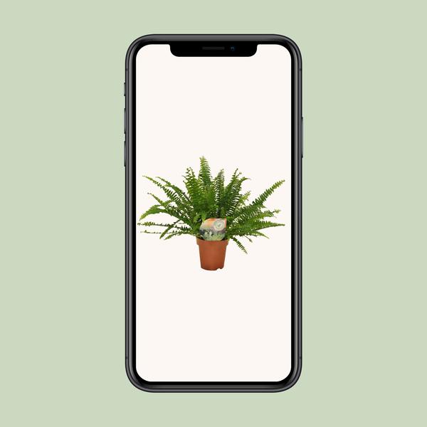 Nephrolepis Green Lady - ↕30cm - Ø12cm