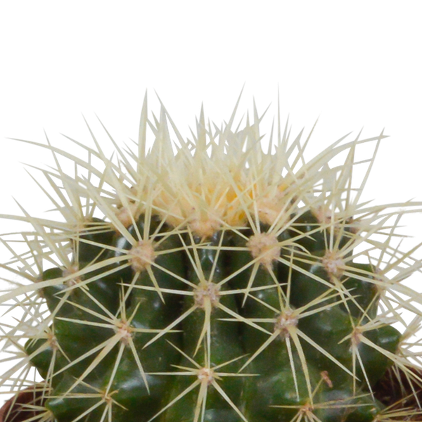 Bolcactus mix 8,5 cm | 3 stuks - in terracotta pot