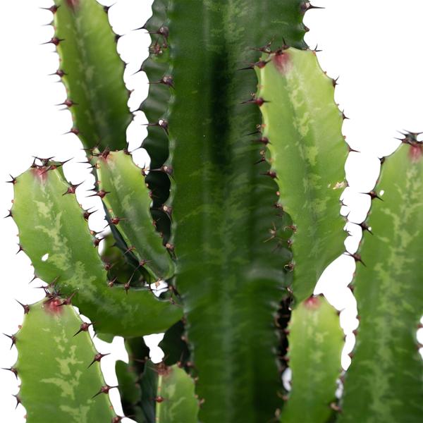 Euphorbia Acrurensis - ↕60cm - Ø24
