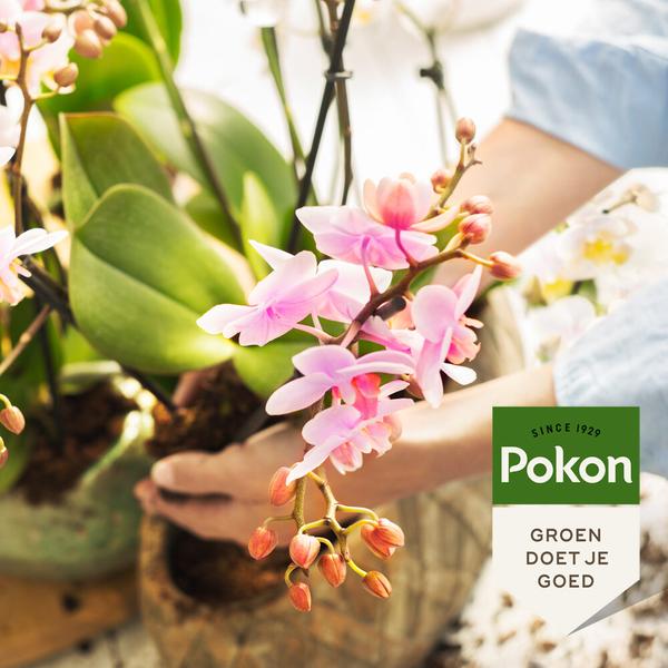 Pokon Bio Orchideen-Dünger 250 ml