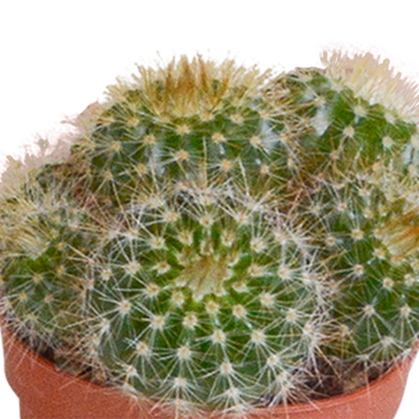Cactus mix - ↕8-13cm - Ø6cm - 10x