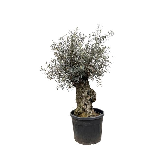 Olijfboom / Olea Europaea Bonsai - ↕250cm- Ø65cm